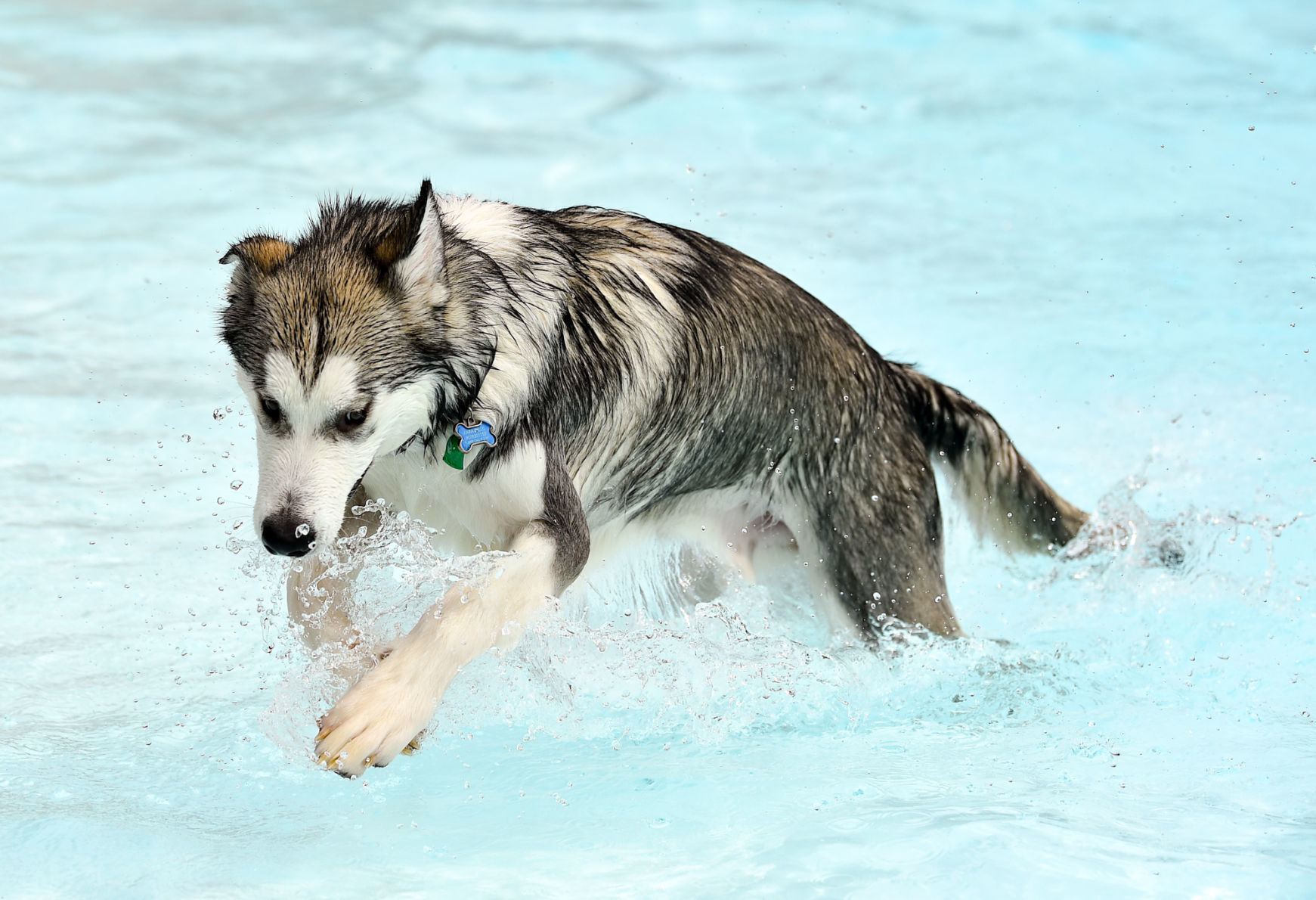082919-bet-doggysplash-097a.JPG